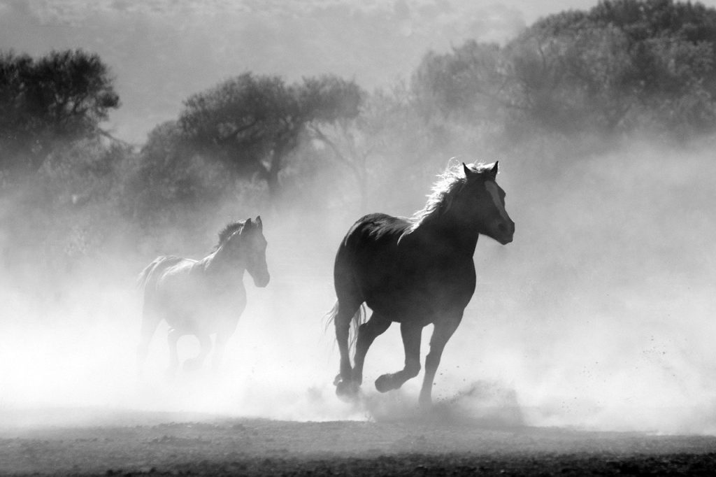 Sognare un cavallo cosa significa? Interpretazioni e numeri associati